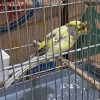 قناری رسمی بلند سهره