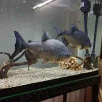 پیرانا نروماده ۳۰ سانتی رنگ عالی و خوب|ماهی|تبریز, |دیوار