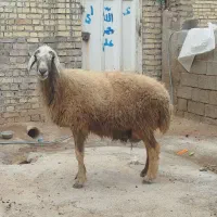 گوسفند بره وبره بشرط ابستن