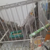 فروش عروس هلندی با کوتوله برزیلی و فنچ با وسایل|پرنده|تربت‌حیدریه, یحیی آباد|دیوار