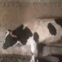 گاونر|حیوانات مزرعه|آبش احمد, |دیوار