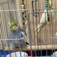 عروس‌هلند‌ی‌نر‌سخن‌گو|پرنده|قرچک, زیبا شهر|دیوار