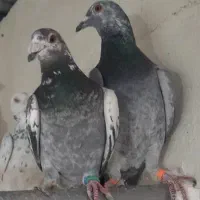 سار و سوسکی بزک|پرنده|مشهد, کوی المهدی|دیوار