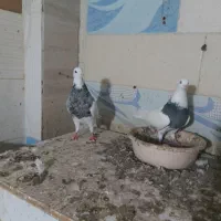 کبوتر کلفه