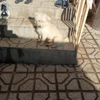 سگ فروشی|سگ|نیشابور, رحمت آباد|دیوار