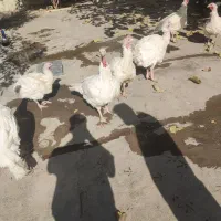 بوقلمون|حیوانات مزرعه|بیستون, |دیوار