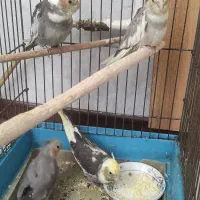 جوجه عروس هلندی