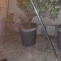 فروش گل خورفه