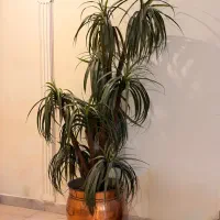 گلدان نخل مصنوعی