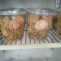 تخم مرغ گلپایگان|خوردنی و آشامیدنی|بهشهر, |دیوار