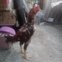 لاری|حیوانات مزرعه|نوکنده, |دیوار