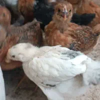 جوجه مرغ|حیوانات مزرعه|یزد, |دیوار