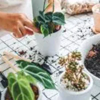 تعویض خاک گلدان در محل|گل و گیاه طبیعی|تهران, باغ خزانه|دیوار
