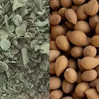 بادام کوهی یا الوک .آویشن برگ پهن