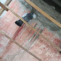 کبوتر صدا کن پر|حیوانات|خمینی‌شهر, |دیوار