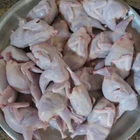گوشت و تخم بلدرچین