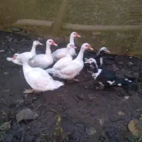 اردک اسرائیلی