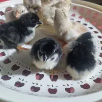 جوجه گلین و برهما