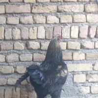 خروس لاری