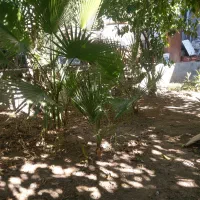 تعدای نهال پالم|گل و گیاه طبیعی|یزد, |دیوار