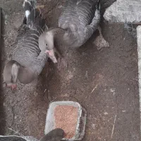 ۲تاغوغاز آفریقای