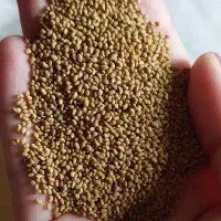 بذر یونجه ی مائوپا