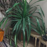 گل پاندانوس ۱۰ ساله خیلی بزرگ