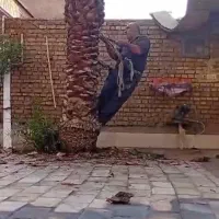 بریدن نخل قطع نخل حرس نخل سمپاشی در آوردن ریش نخل|خدمات باغبانی و درختکاری|اهواز, نادری|دیوار