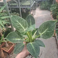 گیاه فیلودندرون بیرکین