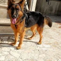 ژرمن شپهرد|سگ|سرخنکلاته, |دیوار