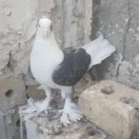 کفتر نروماده گلی رنگه المانی کرمونی کوتوله ابی