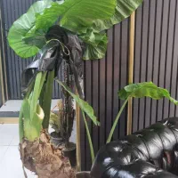 درختچه بابا آدم