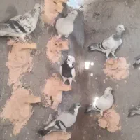 ۱۲تا نر بدرنگ کرمونی گردن کلفت