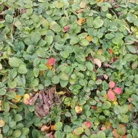 توت فرنگی سابرینا|خدمات باغبانی و درختکاری|مزرعه کتول, |دیوار