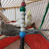 عروس هلندی  نر وماده