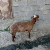 بره گوشتی 8 ماهه
