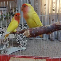 طوطی برزیلی