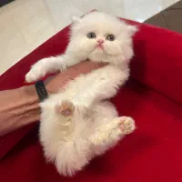 پرشین کت صورت عروسکی