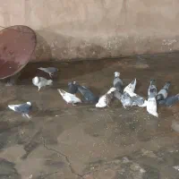 پرنده با قفس|پرنده|ایوان, |دیوار