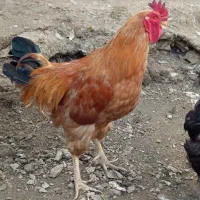 خروس محلی|حیوانات مزرعه|بانه, |دیوار