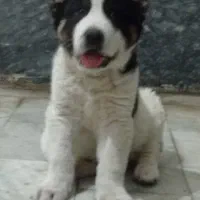 توله سگ الابای نرو ماده زیر فی نگهبان گله ای محافظ