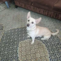 سگ سفید کم شده