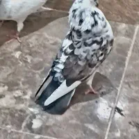 پرنده