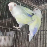 جفت طوطی کوتوله برزیلی برنز فالو..|پرنده|بابل, |دیوار