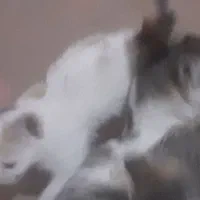 حمایت از بچه گربهای دوماهه به صورت رایگان|گربه|شهریار, شهریار|دیوار