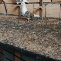 پشت سرور و کله سرخ و کرم نر|پرنده|شیراز, شهرک گلها|دیوار