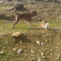 سرابی|حیوانات|ایذه, |دیوار