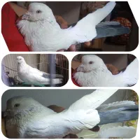 کبوتر دم سبز نر وطوق بی کاکل ماده