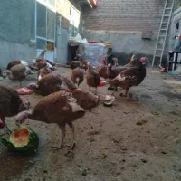 فروش ۳۰ عدد بوقلمون ۲۷ ماده ۳عددنر