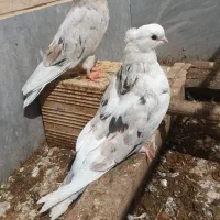 کبوتر نر جوان